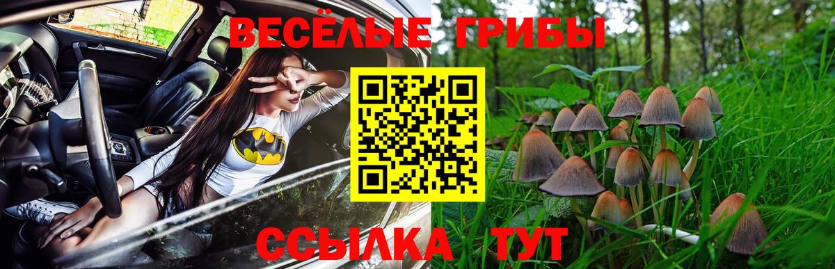 Галлюциногенные грибы Psilocybe Елец